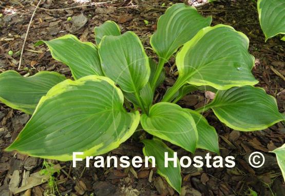 Hosta Zion's Hope